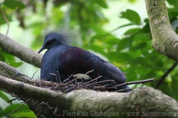 Western crowned-pigeon