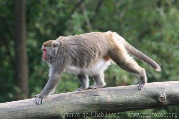 Formosan rock macaque