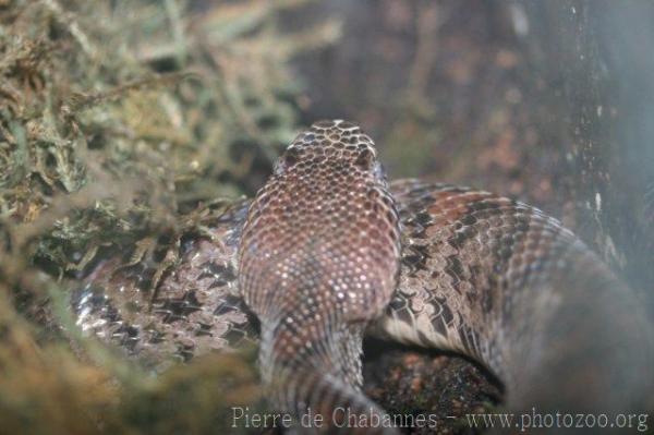 Taiwan mountain pitviper