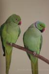 Rose-ringed parakeet