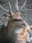 Vietnamese sika deer