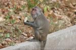 Crab-eating macaque