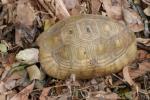 Elongated tortoise