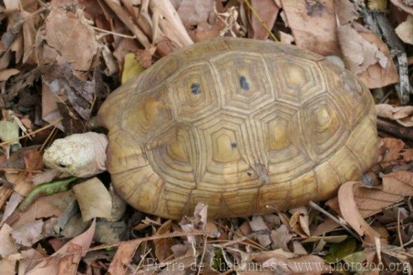 Elongated tortoise