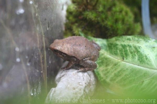 Spotted narrow-mouthed frog *