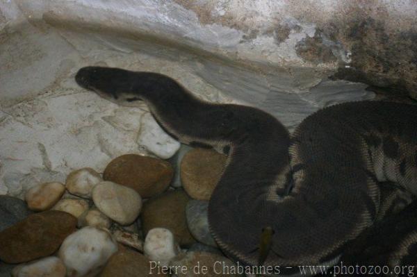 Elephant trunk snake