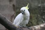 Eleonora cockatoo