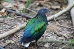 Nicobar pigeon