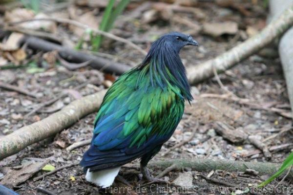 Nicobar pigeon