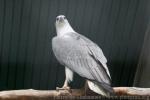 White-bellied sea-eagle