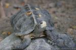 Giant Asian pond turtle