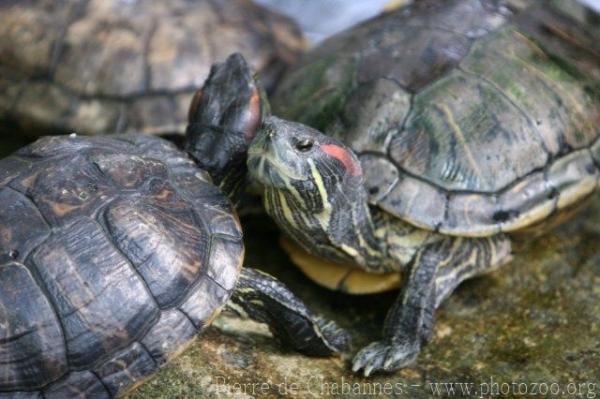 Red-eared slider