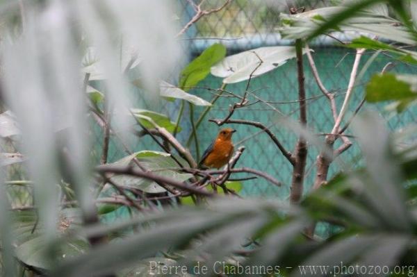 Orange-headed thrush