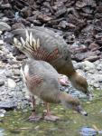 Plumed whistling-duck