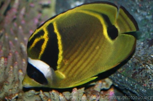 Racoon butterflyfish *