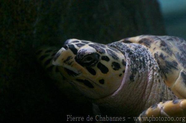 Asian hawksbill turtle