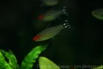 Firehead tetra