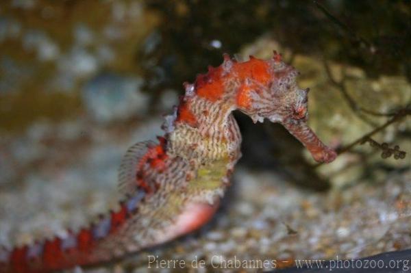 Thorny seahorse