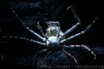 Japanese spider crab