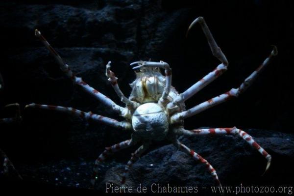 Japanese spider crab