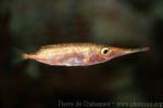 Longspine snipefish *