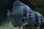 Longfin batfish