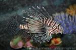 Red lionfish