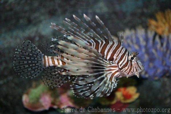 Red lionfish