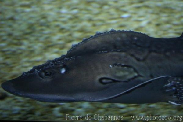 Bowmouth guitarfish