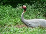 Indian sarus crane