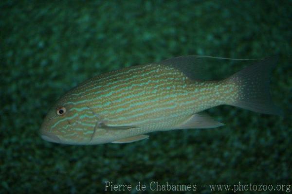 Chinamanfish