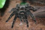 Goliath birdeater