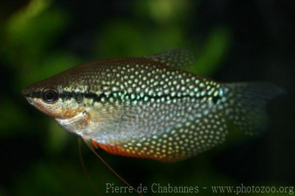 Pearl gourami