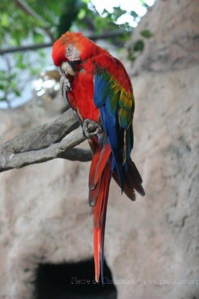 Scarlet macaw