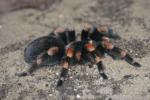 Mexican redknee tarantula