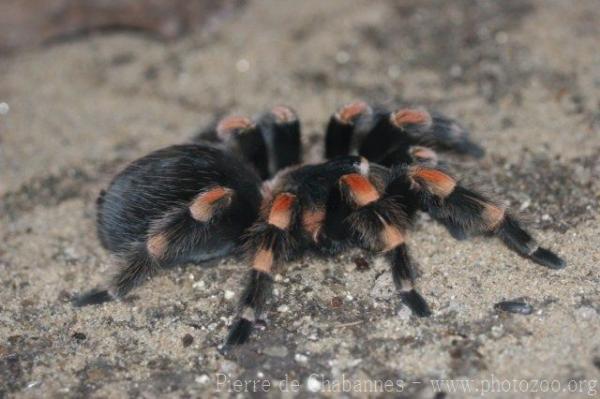 Mexican redknee tarantula