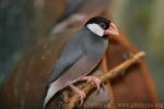 Java sparrow