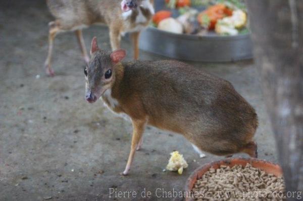 Lesser mousedeer