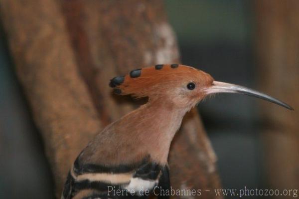 Asian hoopoe