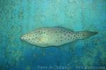 Scribbled leatherjacket filefish