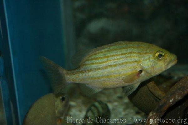Spanish flag snapper