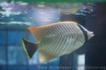 Chevron butterflyfish