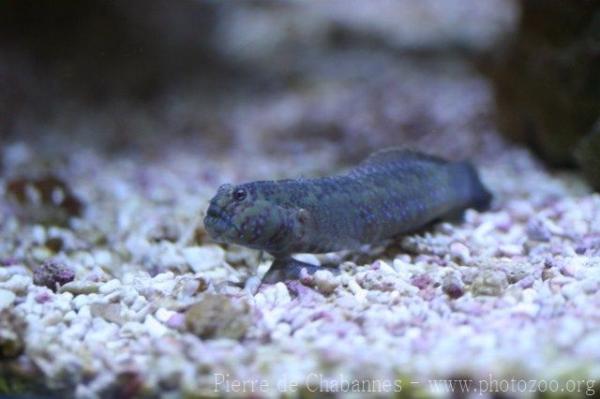 Blue-speckled prawn-goby