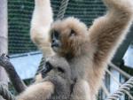 Southern white-cheeked gibbon