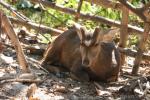 Annamite hog deer