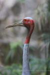 Indochinese sarus crane