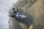 Indian Black Turtle