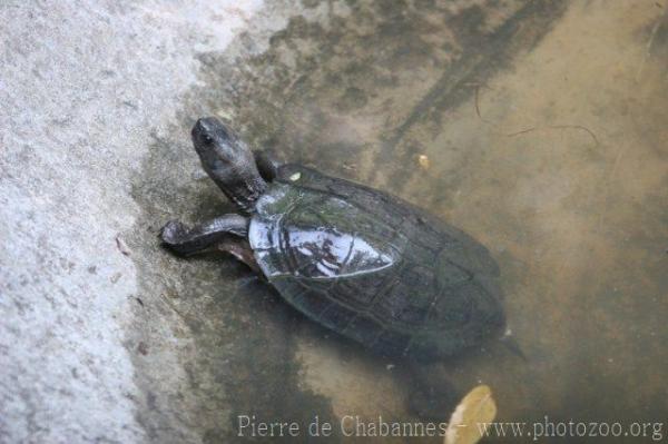 Indian Black Turtle