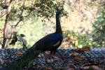 Green peafowl