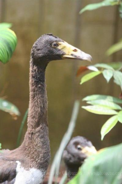 Magpie goose